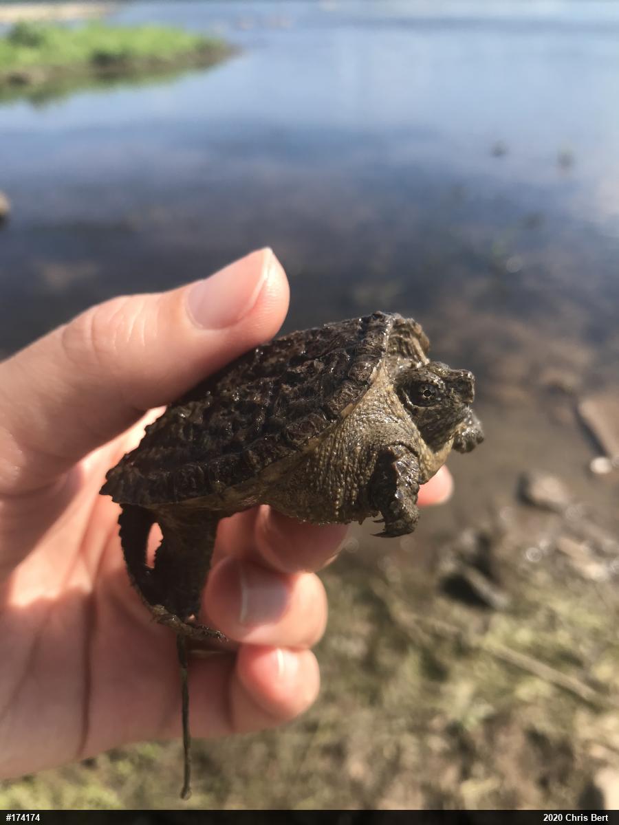Snapping Turtle