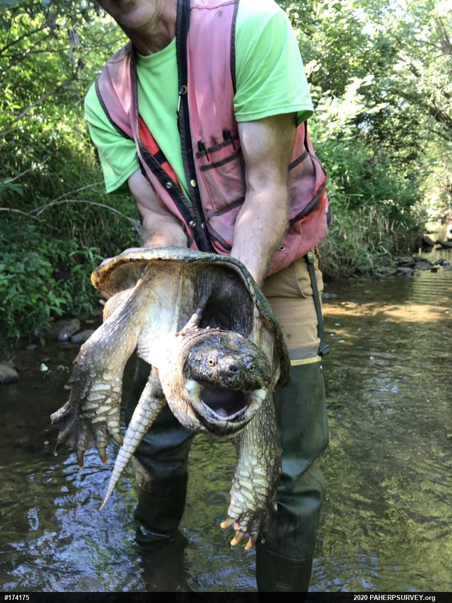 Snapping Turtle