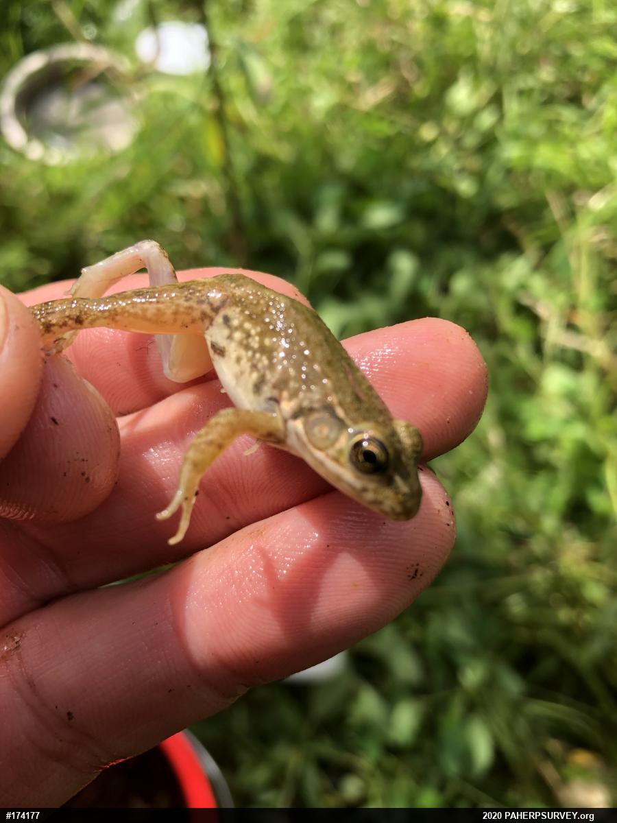 Green Frog