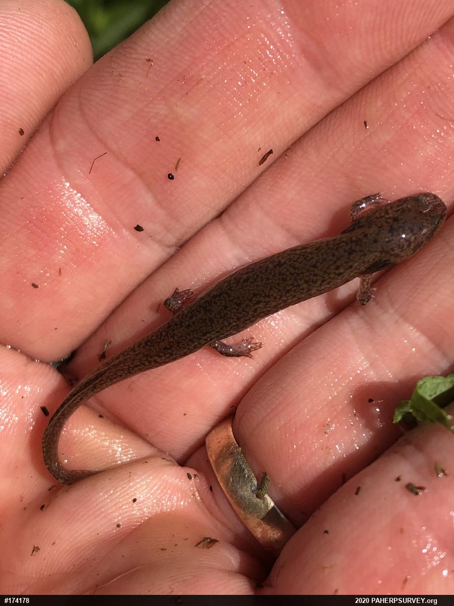 Northern Red Salamander