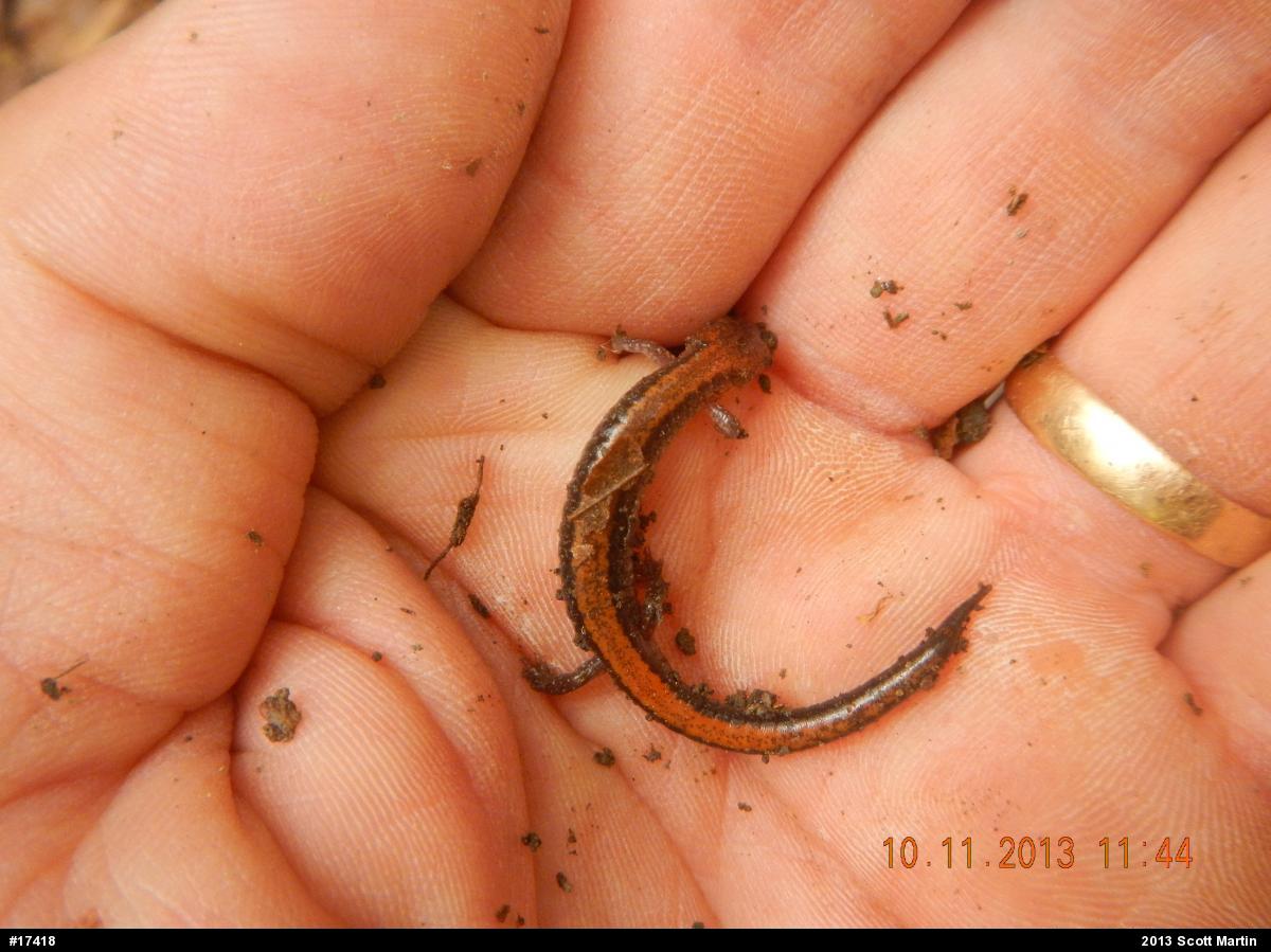 Eastern Red-backed  Salamander