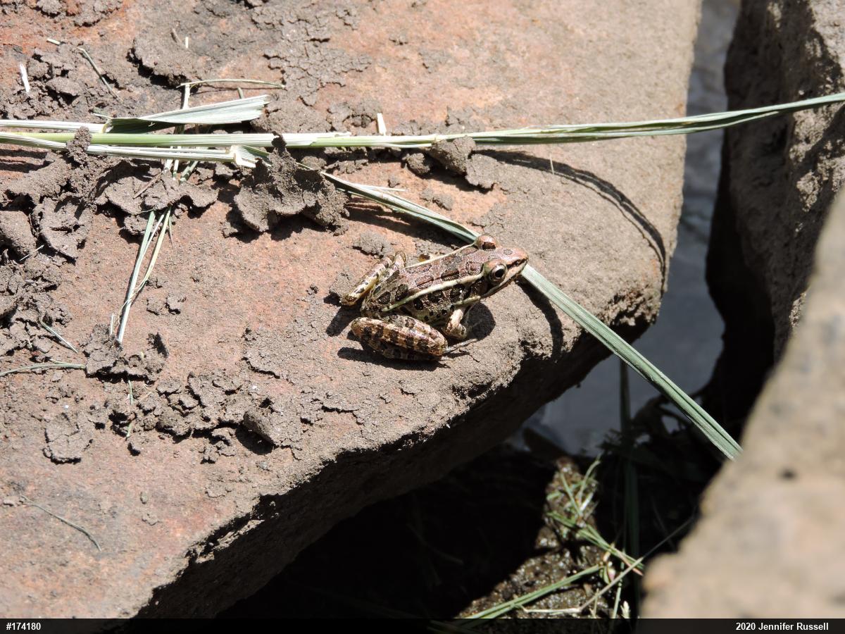 Pickerel Frog