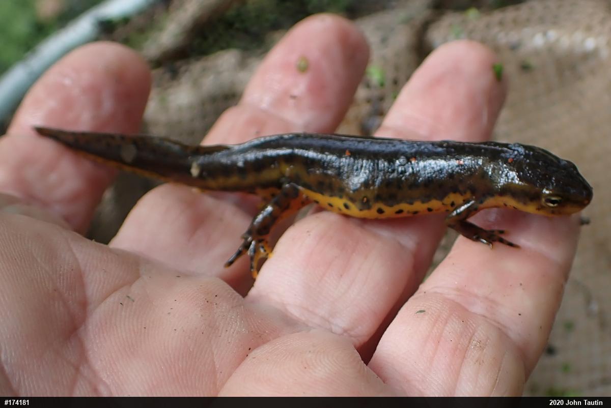 Red-spotted Newt