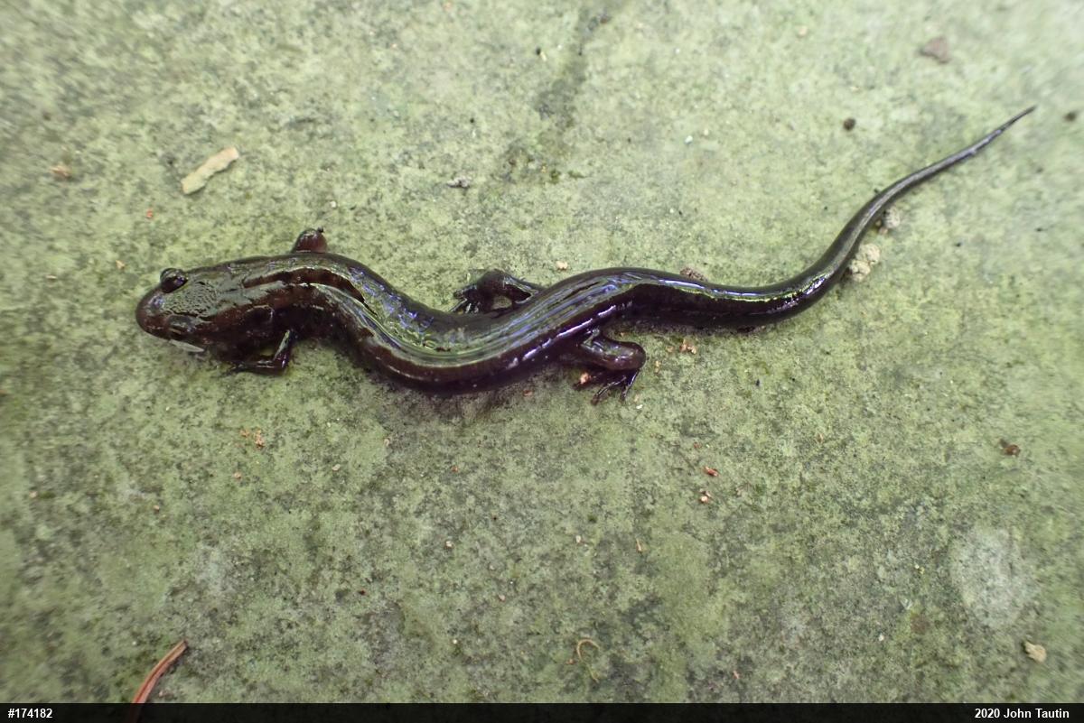 Allegheny Mountain Dusky Salamander