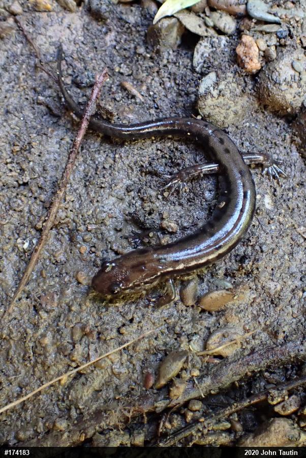 Allegheny Mountain Dusky Salamander