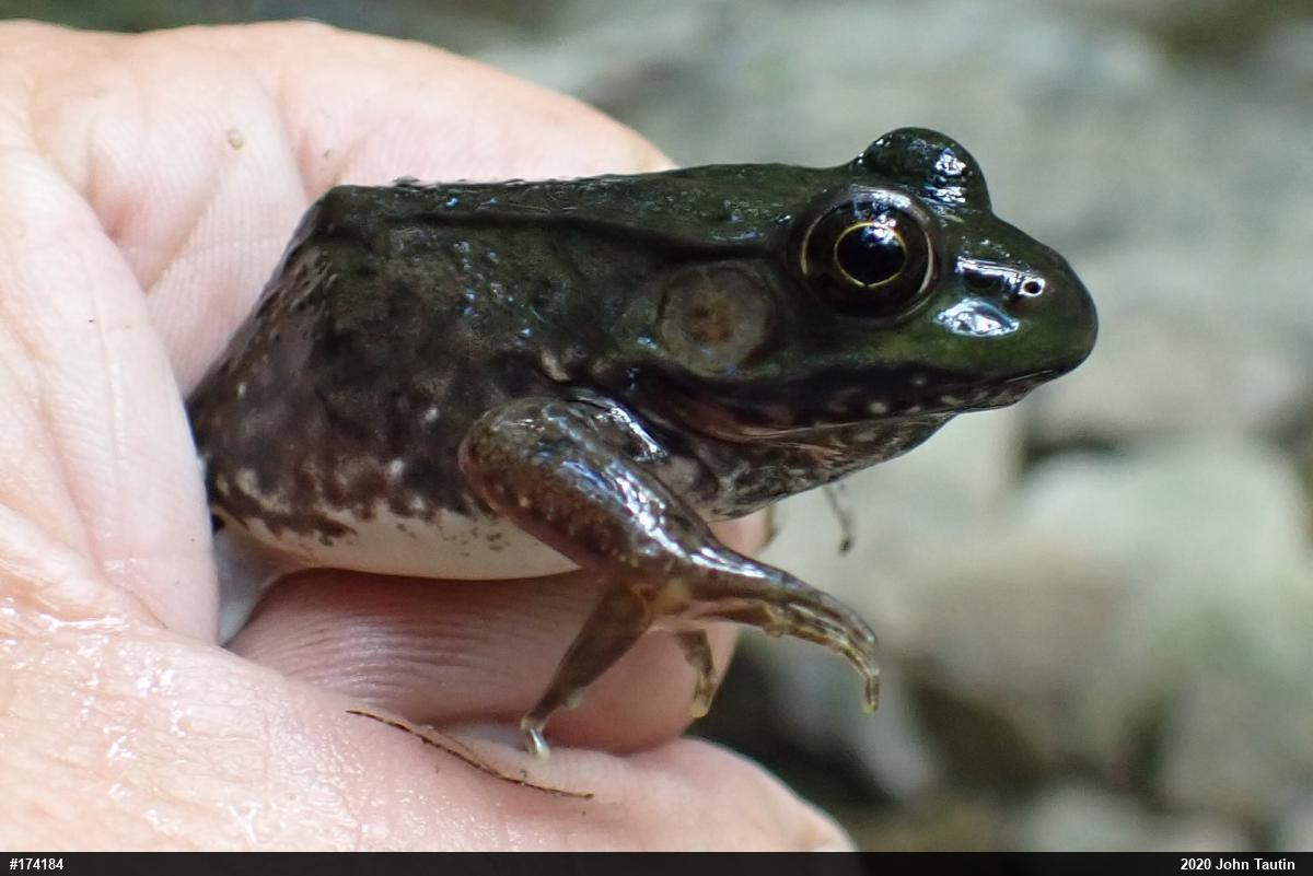 Green Frog