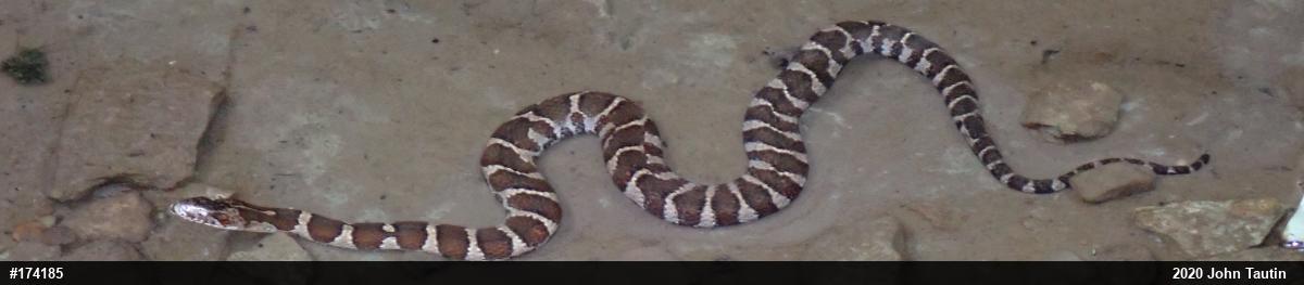 Northern Watersnake