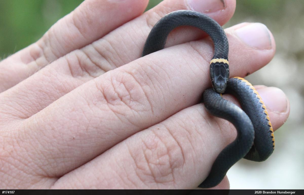 Northern Ring-necked Snake