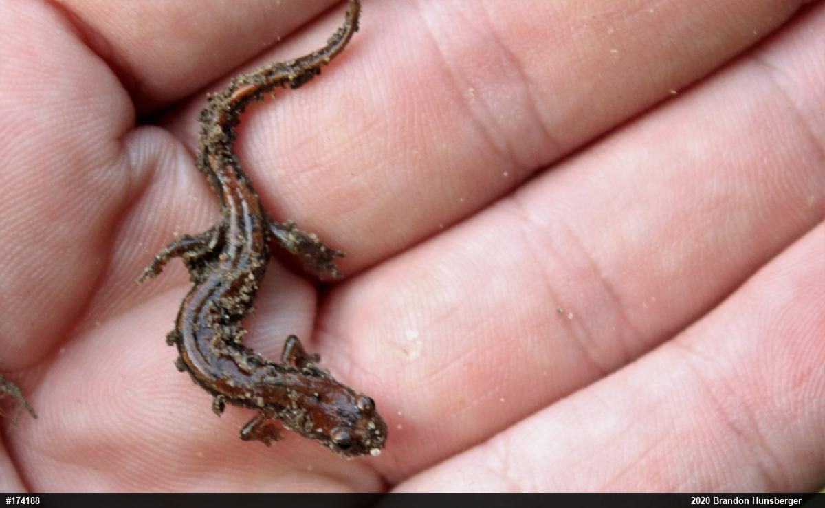 Northern Dusky Salamander