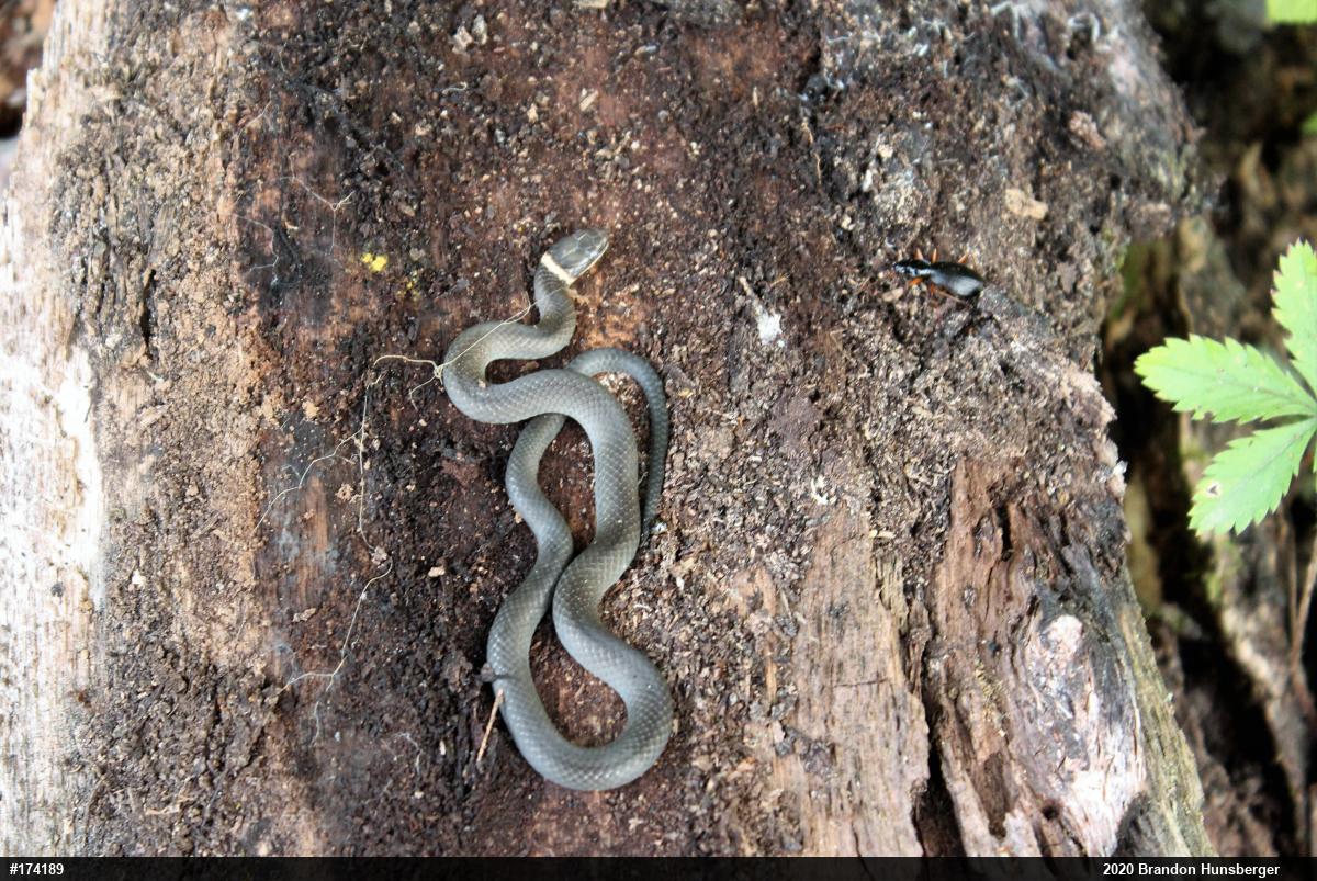 Northern Ring-necked Snake