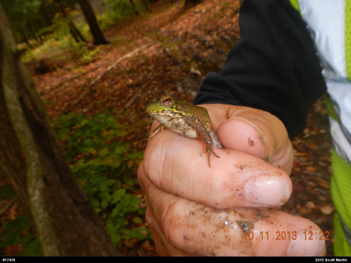 Green Frog