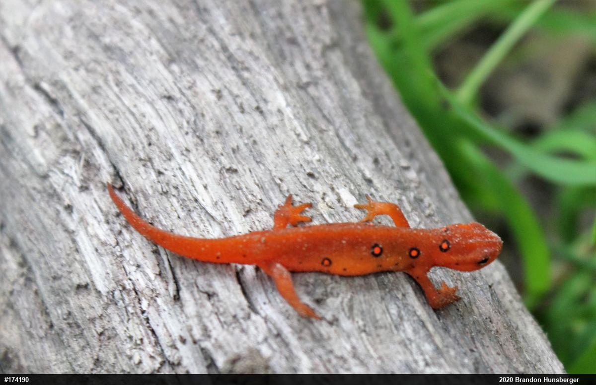 Red-spotted Newt