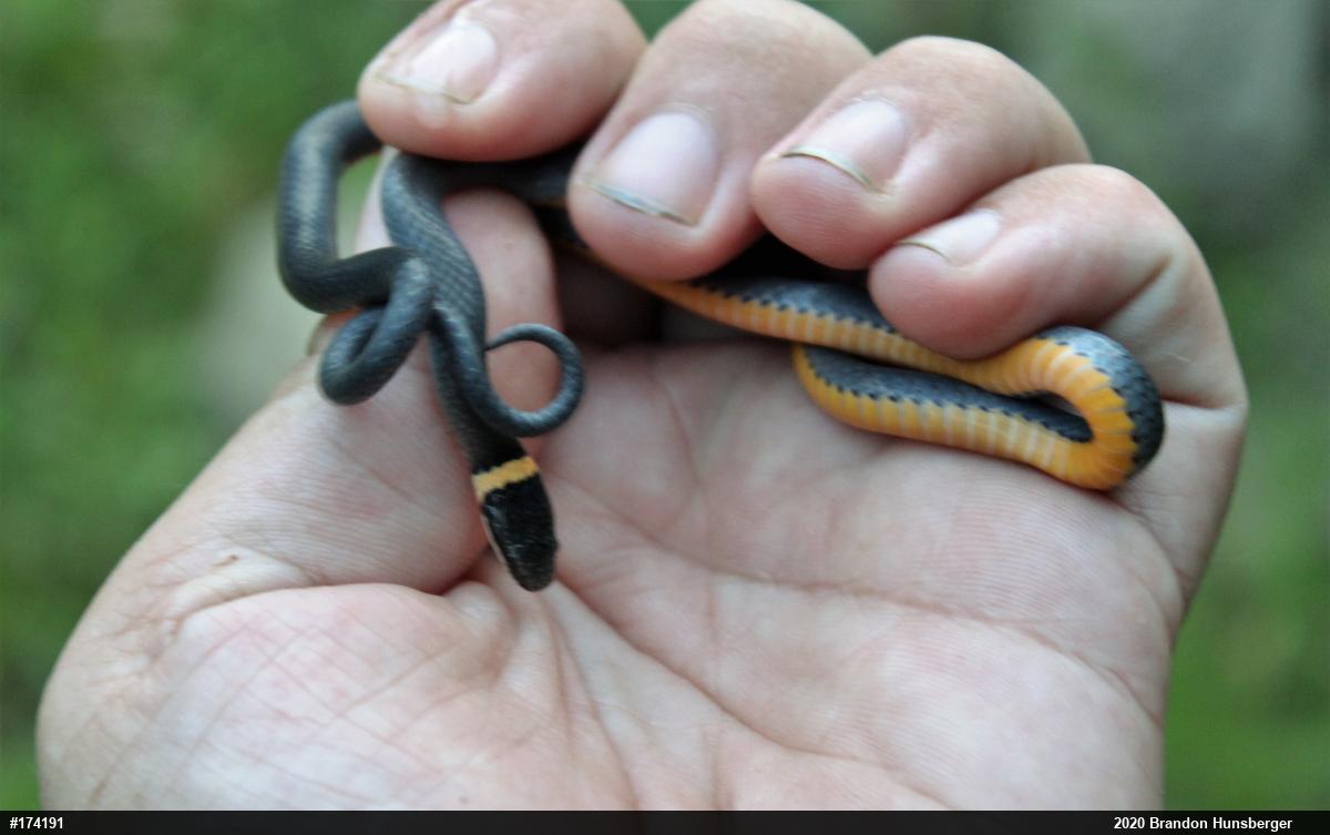 Northern Ring-necked Snake