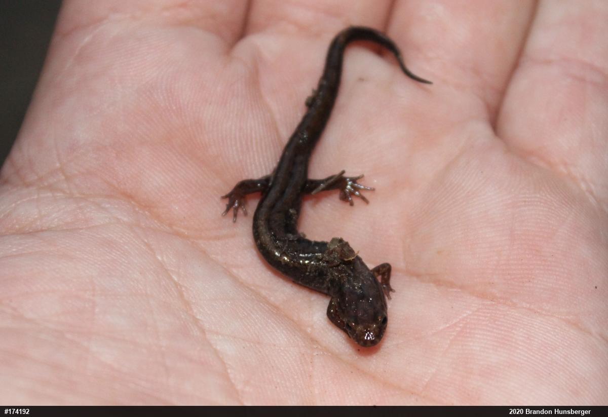 Allegheny Mountain Dusky Salamander
