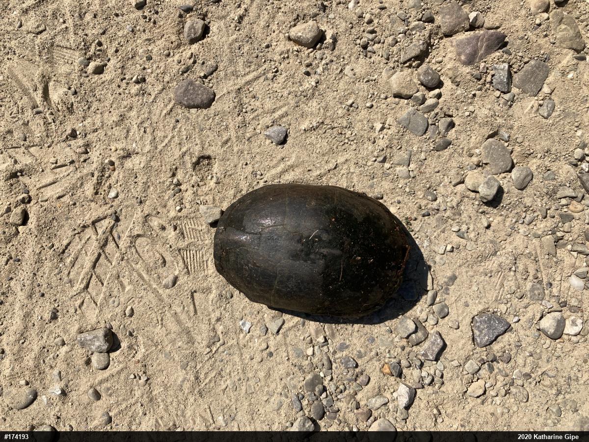 Eastern Musk Turtle