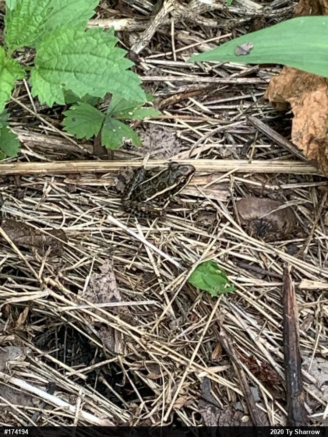 Pickerel Frog
