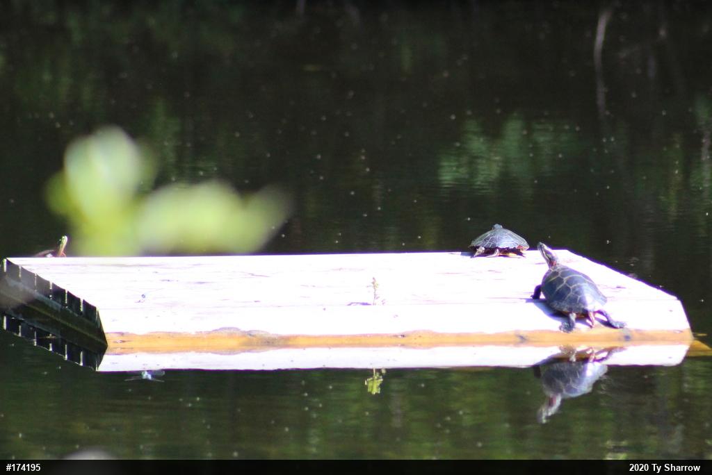 Painted Turtle