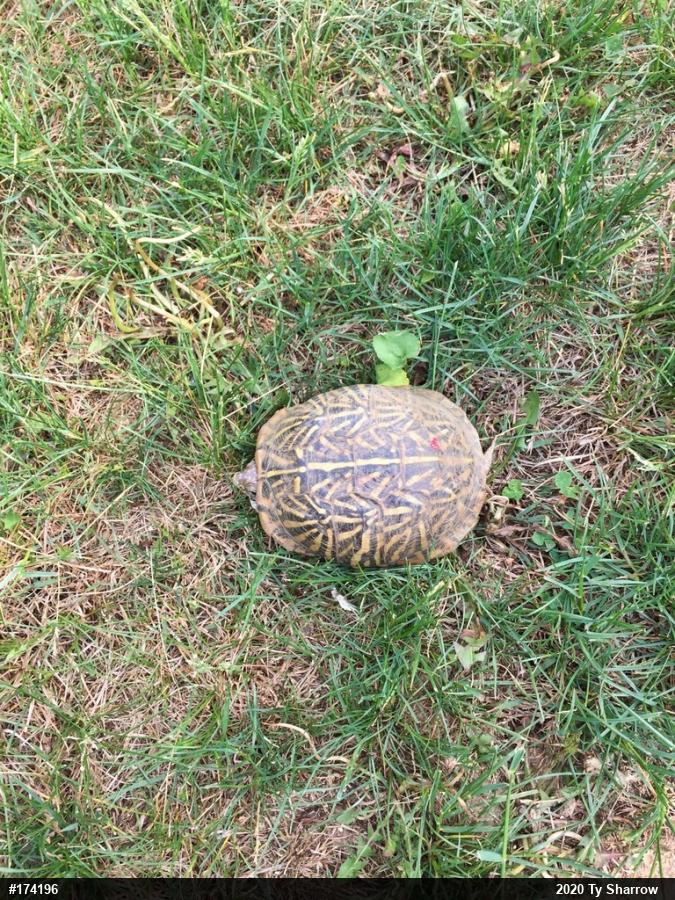 Box Turtles
