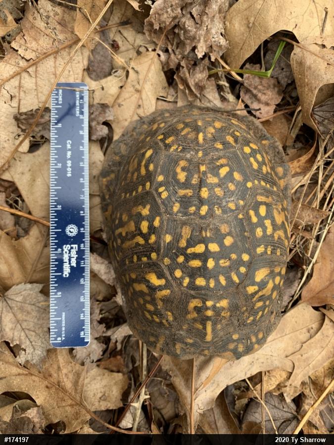Eastern Box Turtle