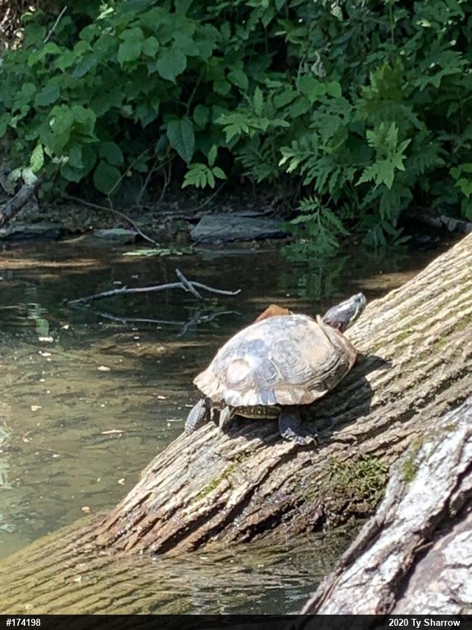 Red-eared Slider