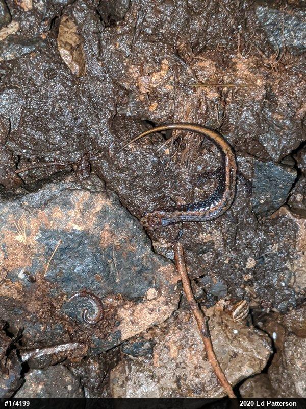 Allegheny Mountain Dusky Salamander