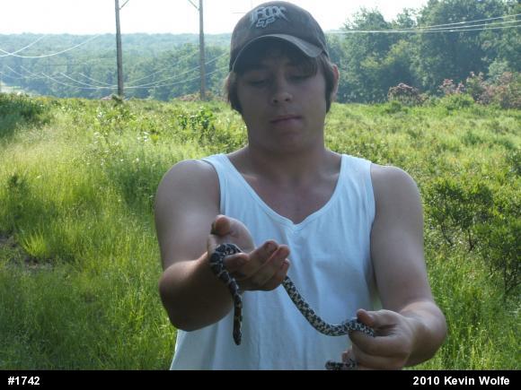 Eastern Milksnake