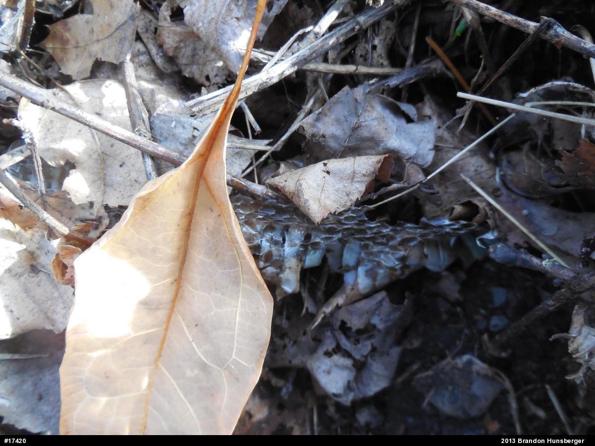 Eastern Gartersnake