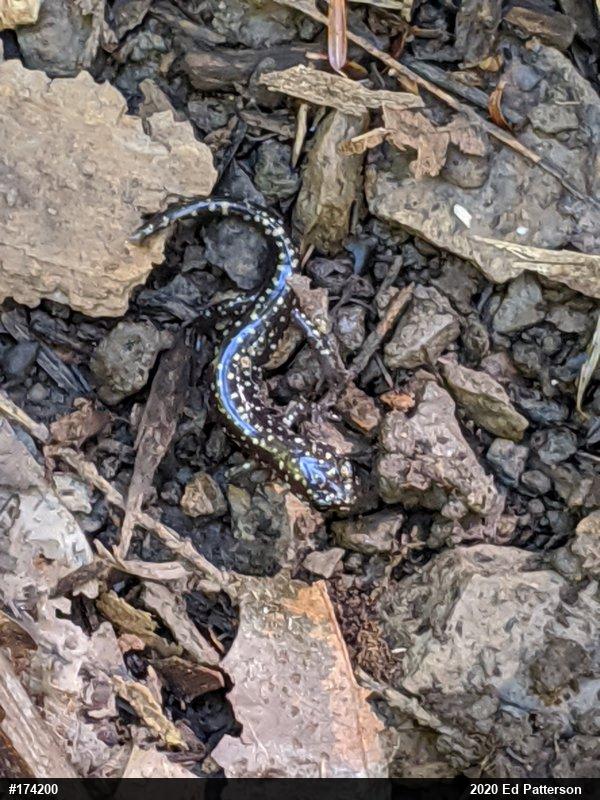 Northern Slimy Salamander