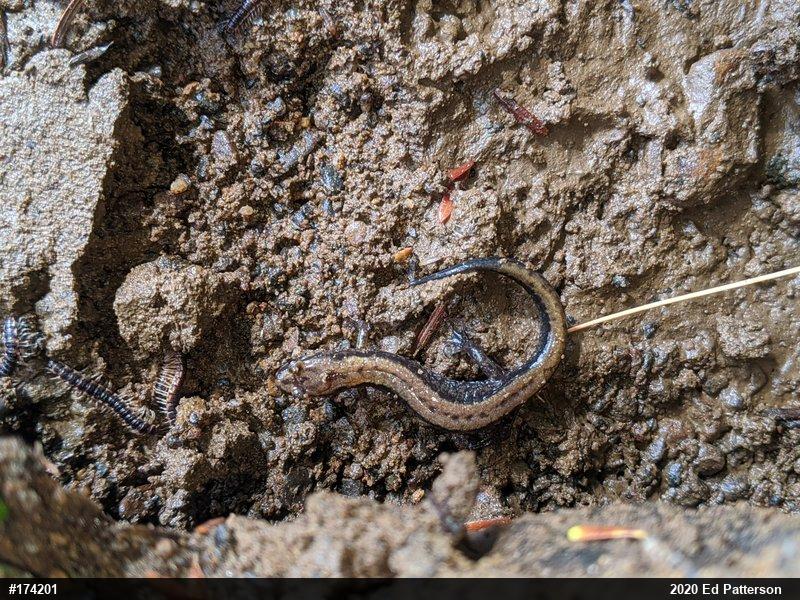 Allegheny Mountain Dusky Salamander