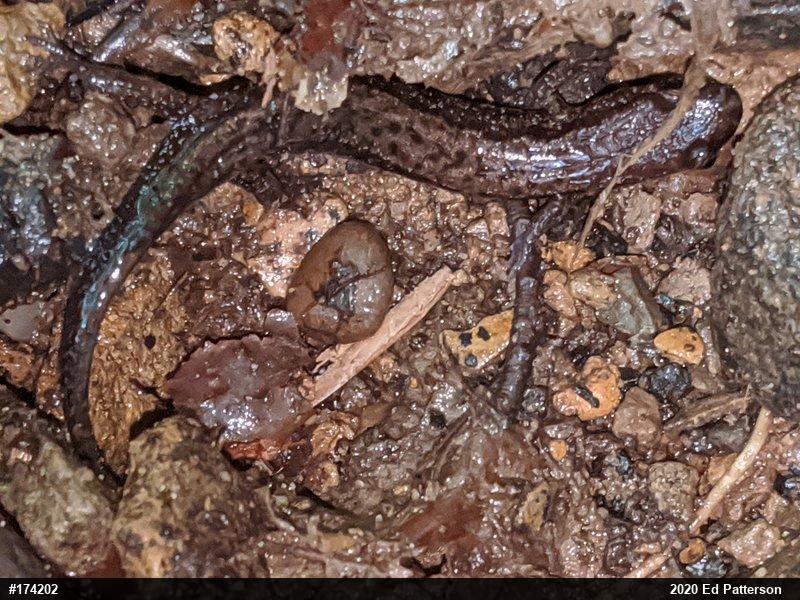 Allegheny Mountain Dusky Salamander