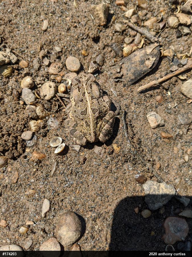 Fowler's Toad