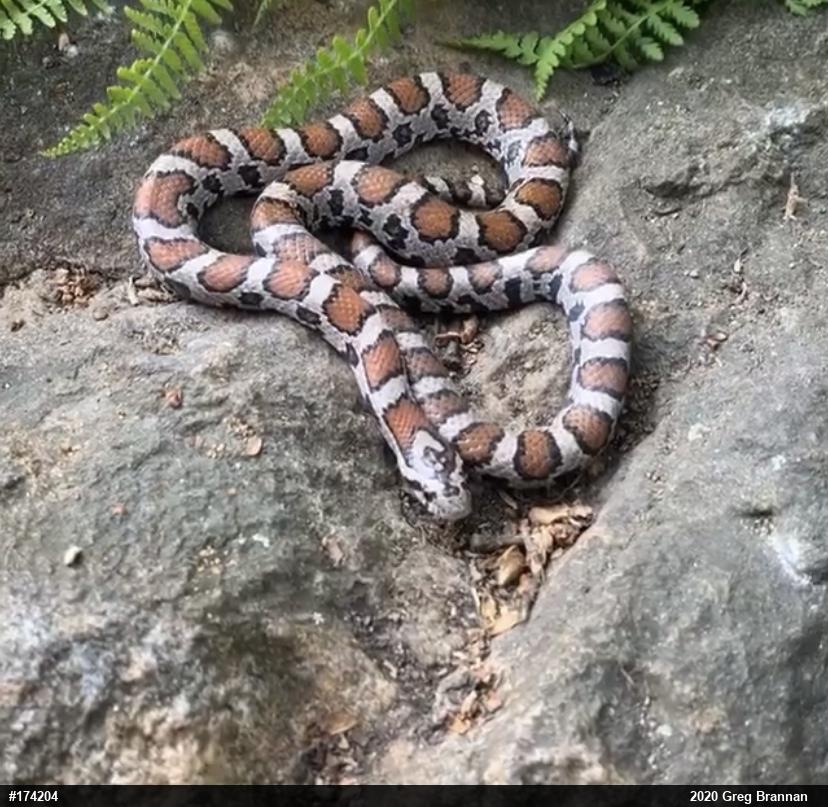 Eastern Milksnake