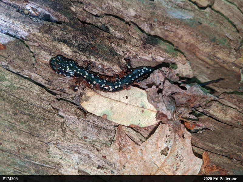 Northern Slimy Salamander