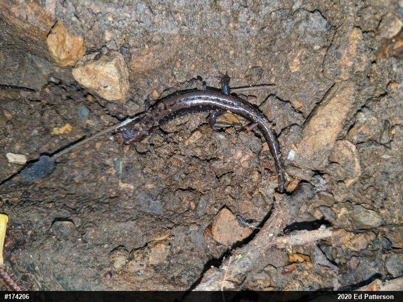 Allegheny Mountain Dusky Salamander