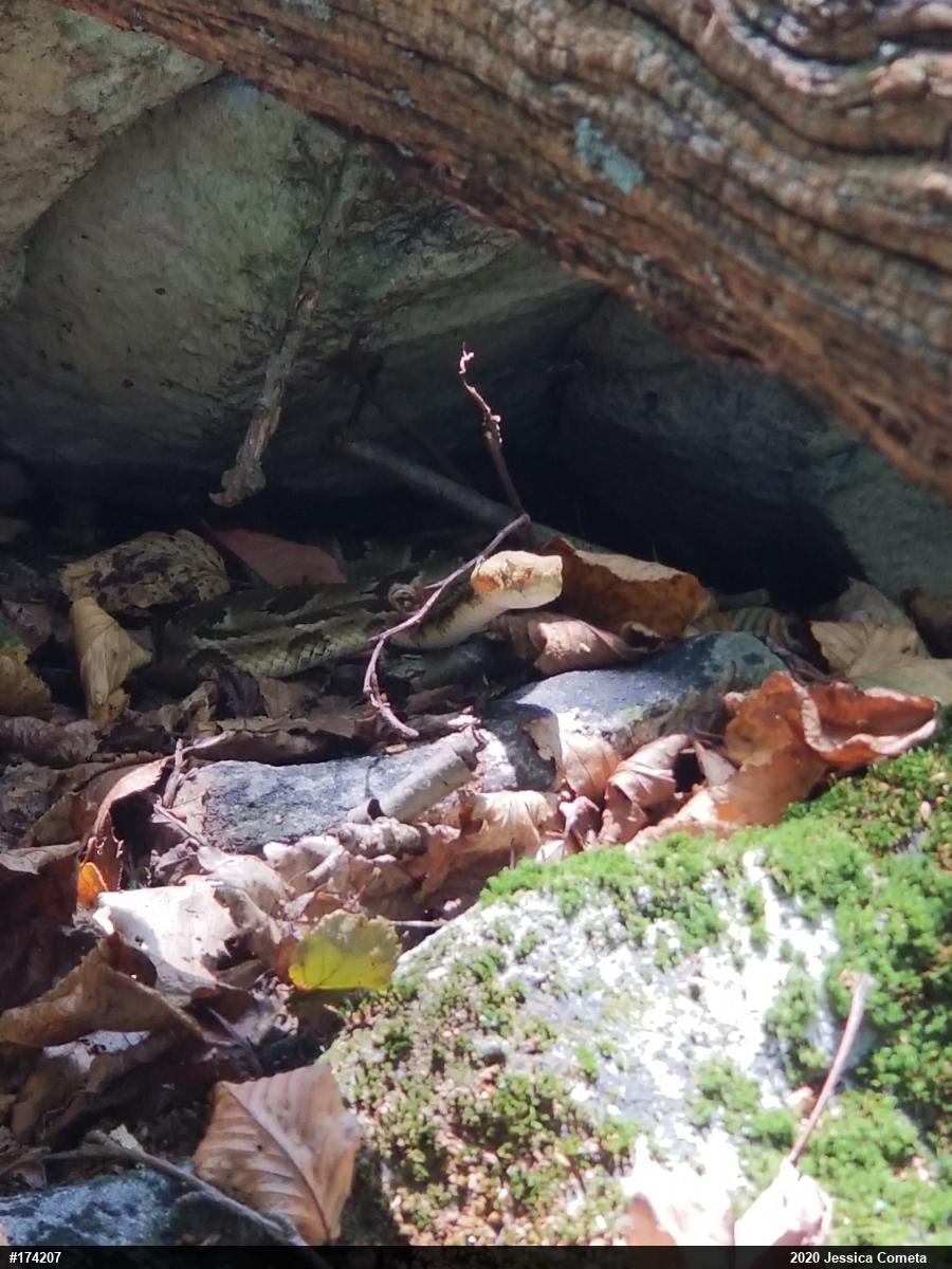 Timber Rattlesnake
