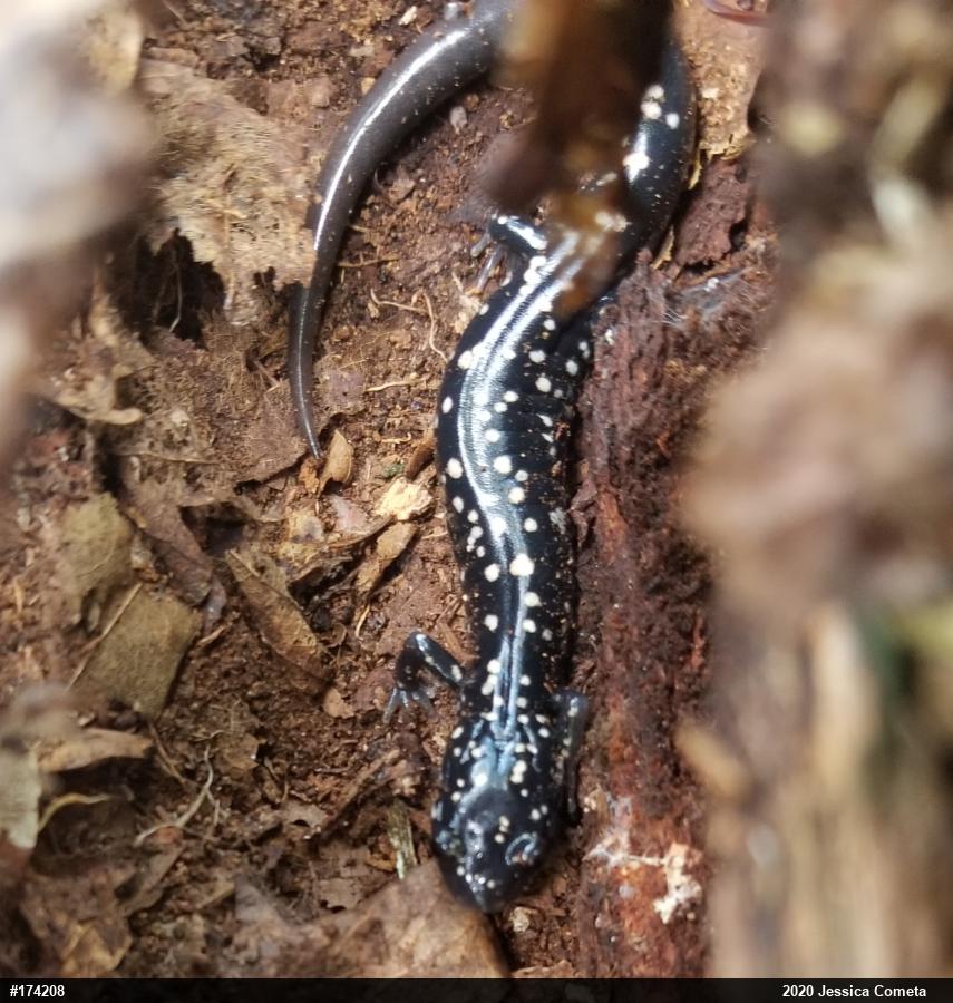 Northern Slimy Salamander