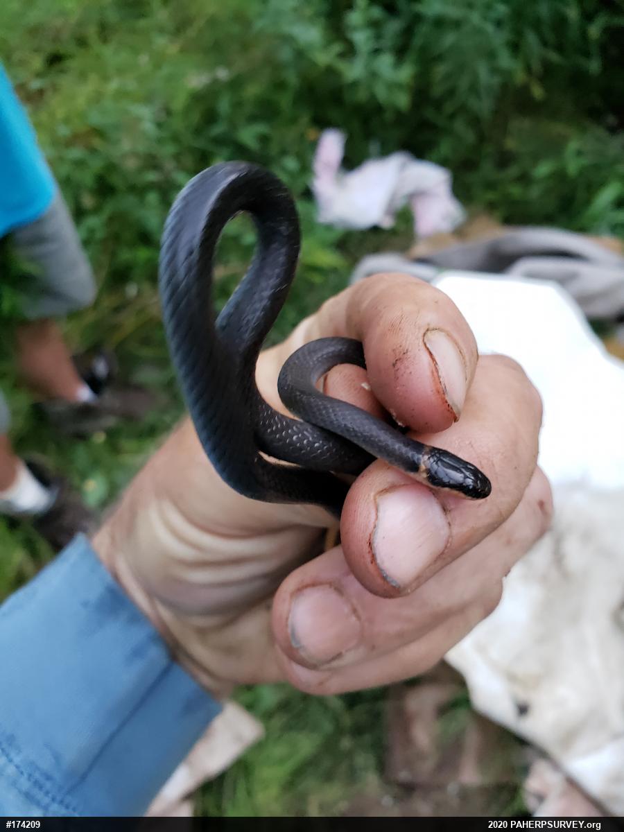 Northern Ring-necked Snake