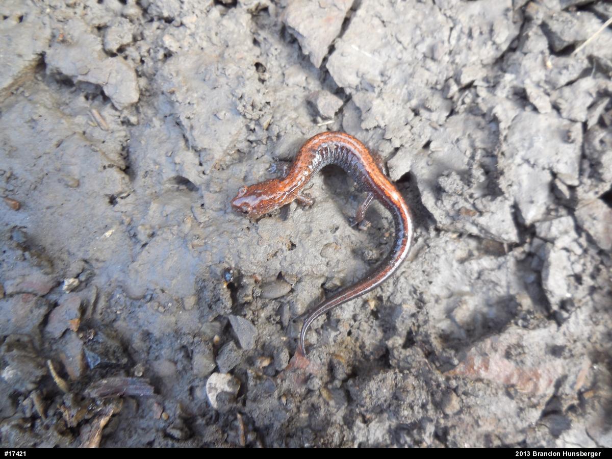 Eastern Red-backed  Salamander