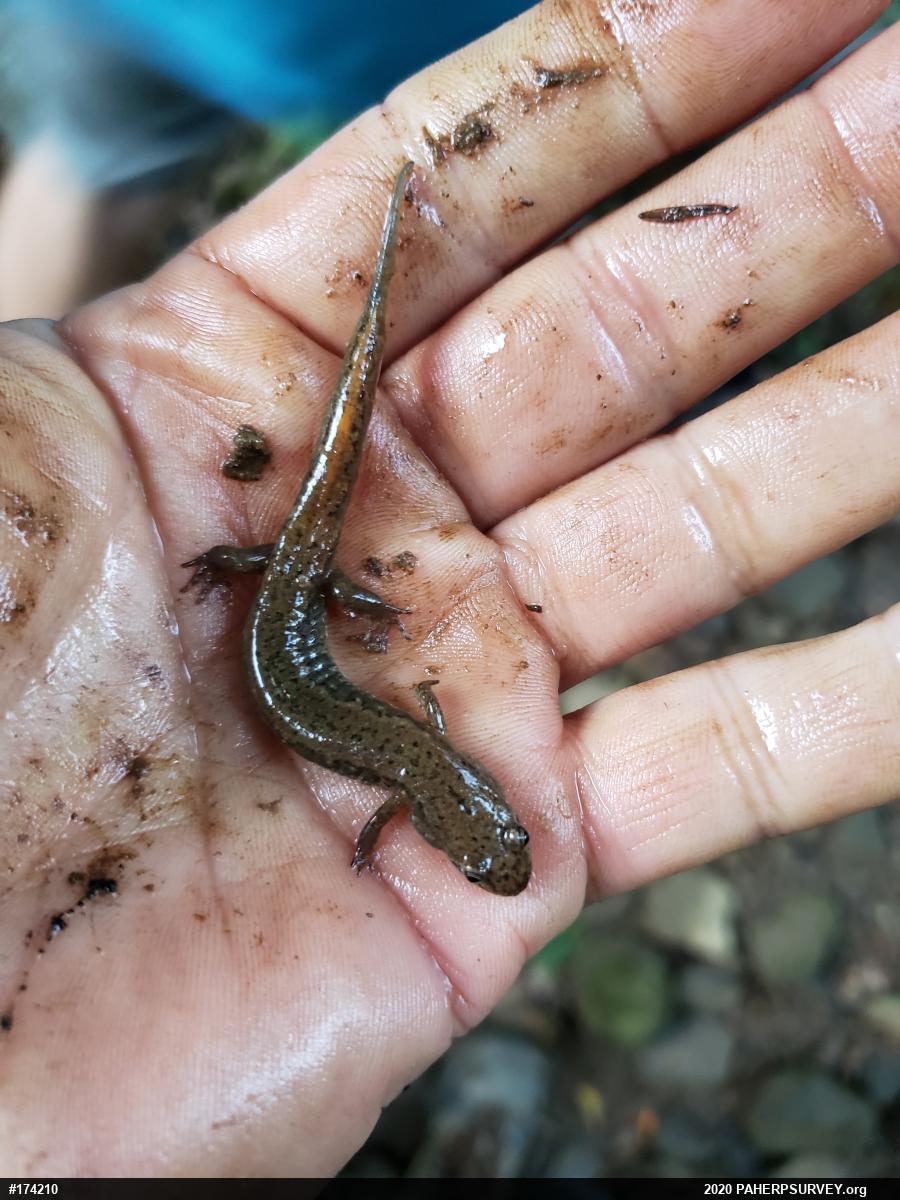 Northern Dusky Salamander