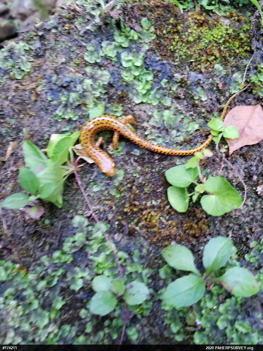 Eastern Long-tailed Salamander