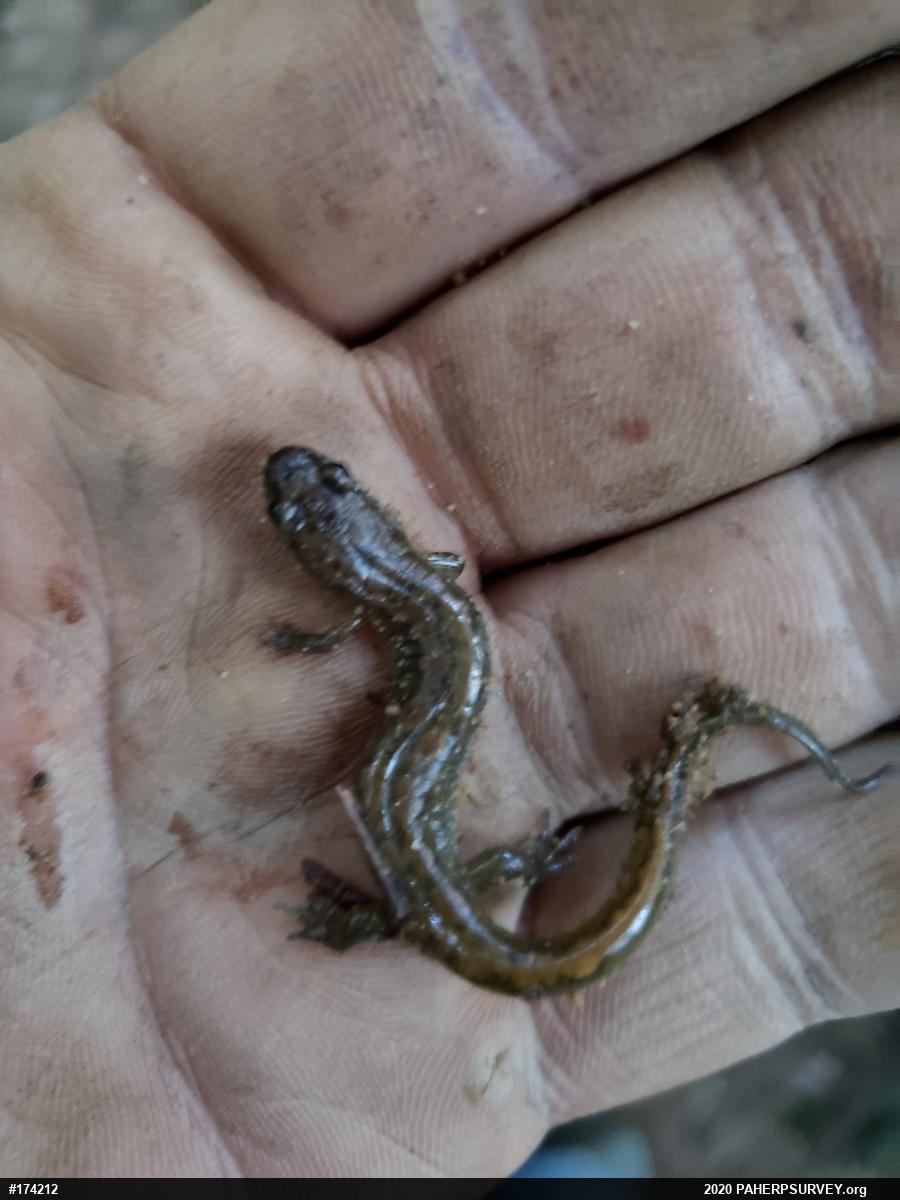Northern Dusky Salamander