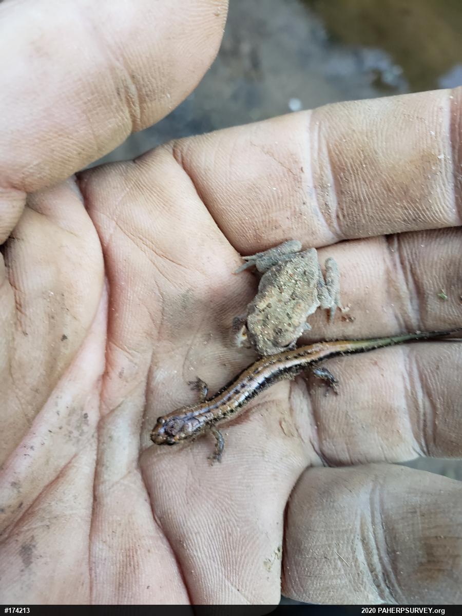 Allegheny Mountain Dusky Salamander