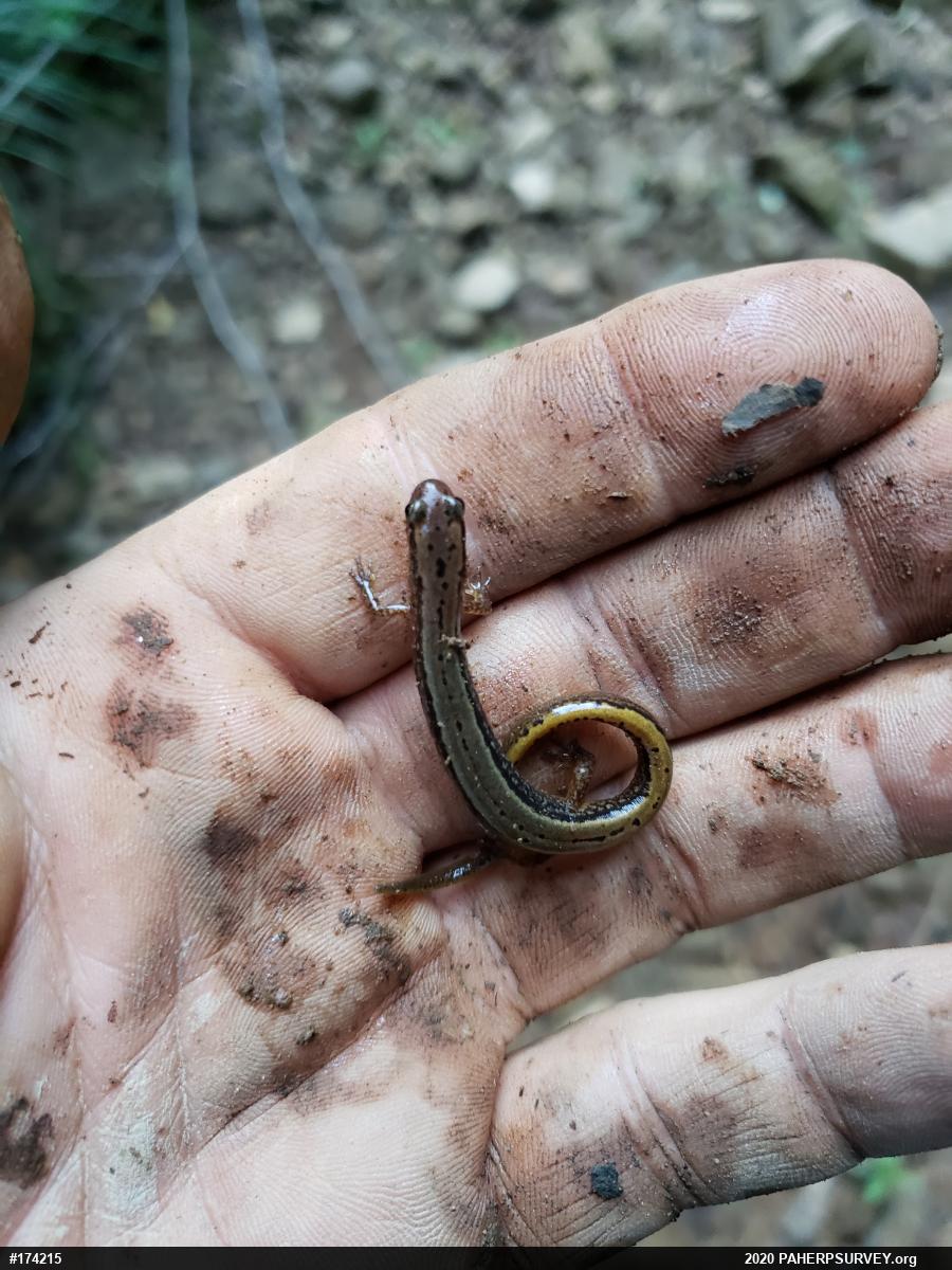 Northern Two-lined Salamander