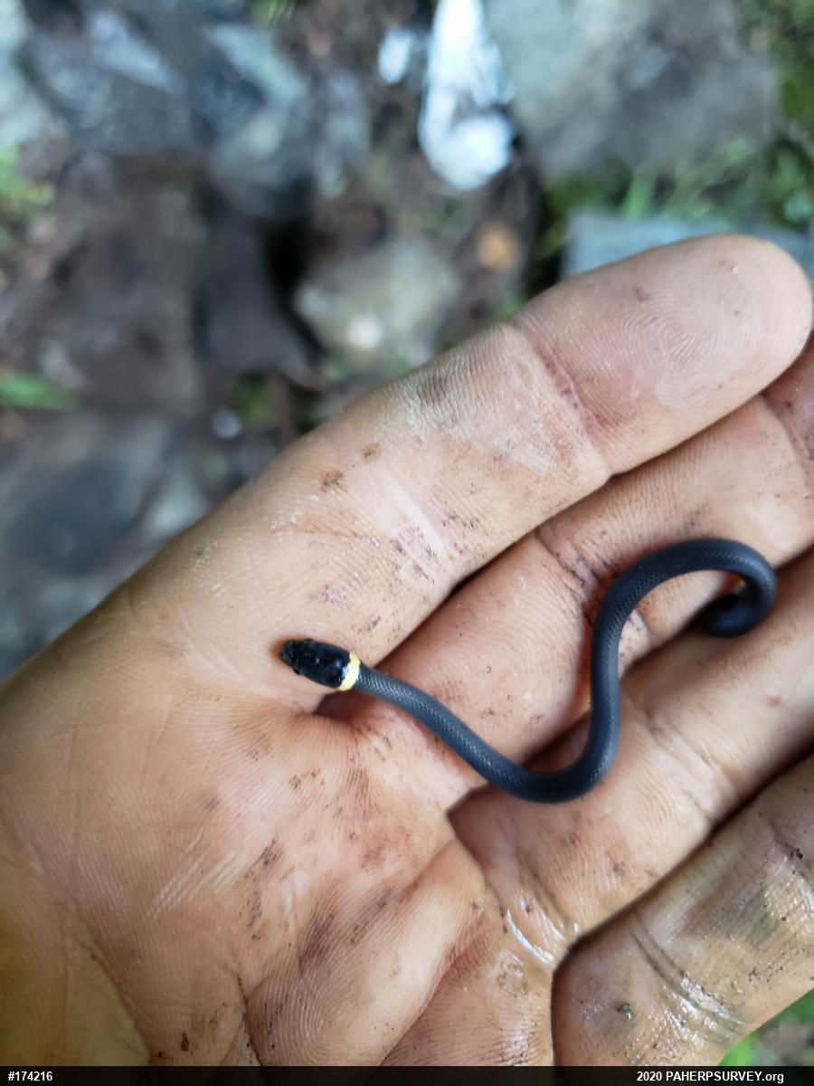 Northern Ring-necked Snake