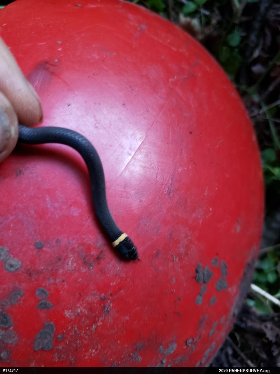 Northern Ring-necked Snake