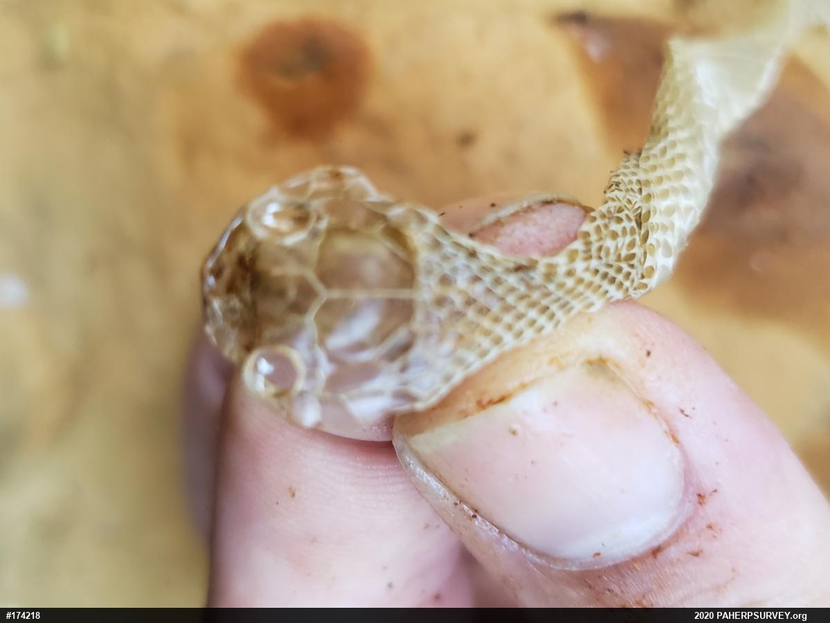 Northern Watersnake