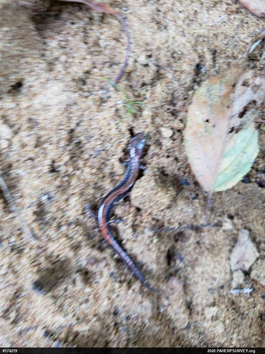 Eastern Red-backed  Salamander