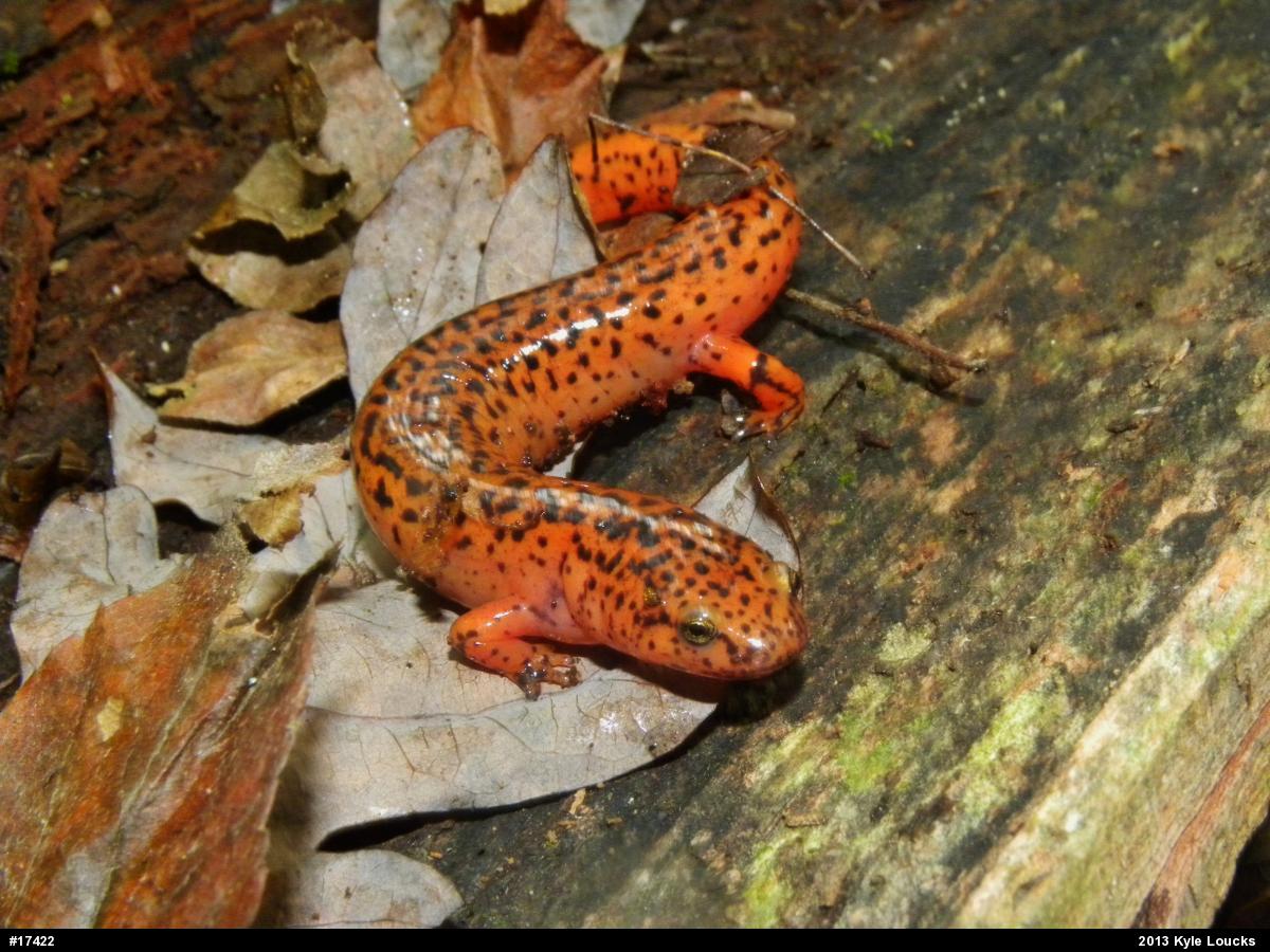 Northern Red Salamander