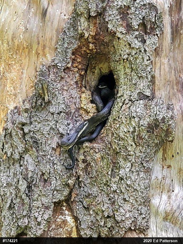 Eastern Ratsnake