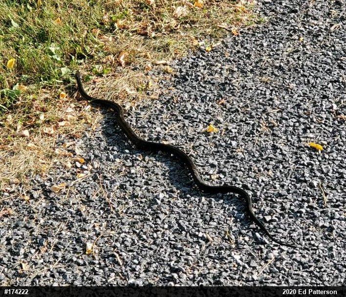 Eastern Ratsnake